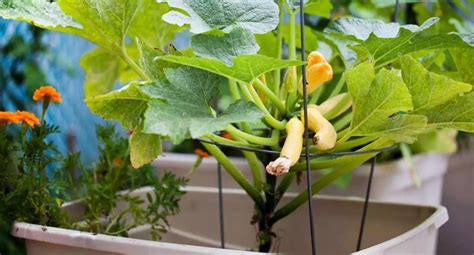 Growing Butternut Squash In Containers Full Beginner Guide