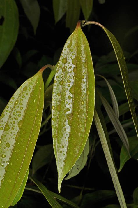 Cinnamomum Cebuense Lauraceae Image At Phytoimages Siu Edu