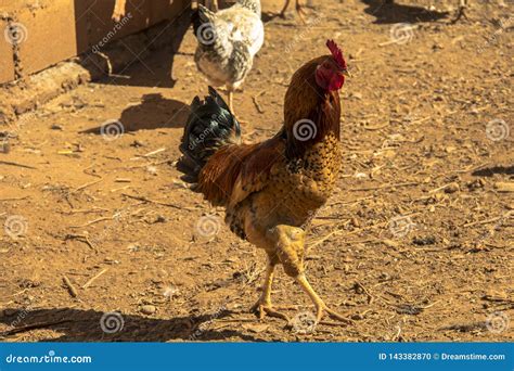 Galinhas Dos Galos No Galinheiro De Um Lugar Foto De Stock Imagem De