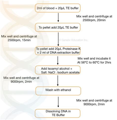 Te Buffer Recipe For Dna Extraction Besto Blog