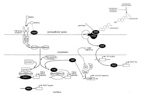 Shh Gli Signaling Pathway Human Pathology