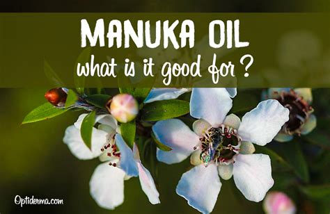 Manuka Oil Benefits Uses Better Than Tea Tree Essential Oil