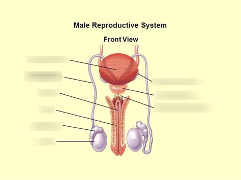 Diagram Of Male Reproductive System Quizlet