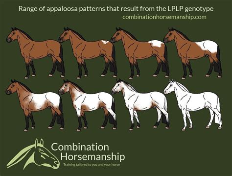 Introduction To Appaloosa Patterns And Genetics Good Horse