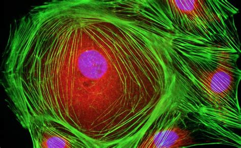 IF相关 生物科技 成都正能生物技术有限责任公司