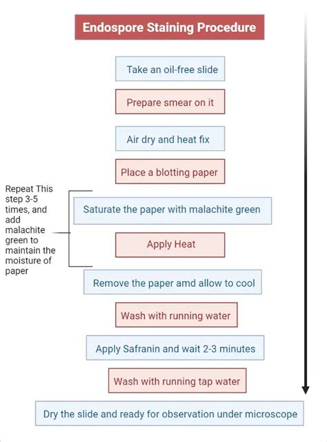 Endospore Staining - Principle, Procedure, Result - Biology Notes Online