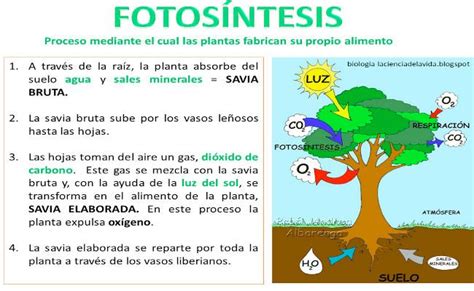 Informaci N Sobre La Fotos Ntesis Y Sus Fases Cuadros Sin Pticos E