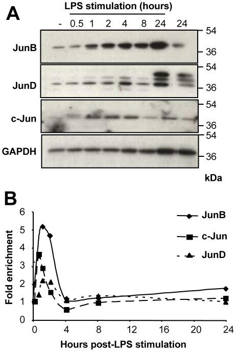 A Expression Of The Jun Proteins BMDCs Were Stimulated By LPS And