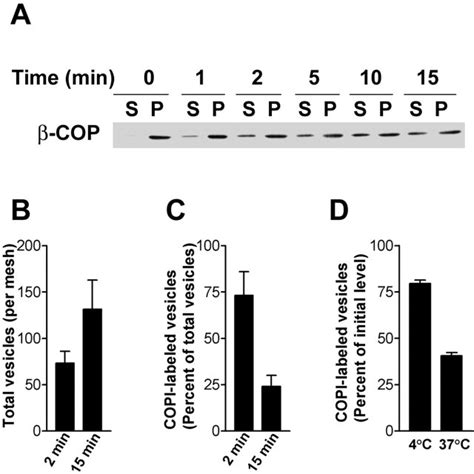 The Distribution Of Arf Copi And Gap In The Two Stage Incubation