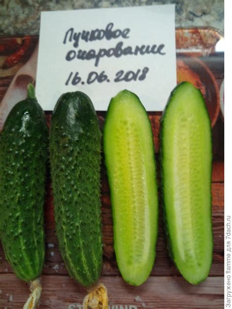 Огурец Пучковое очарование F1. VI этап. Плодоношение