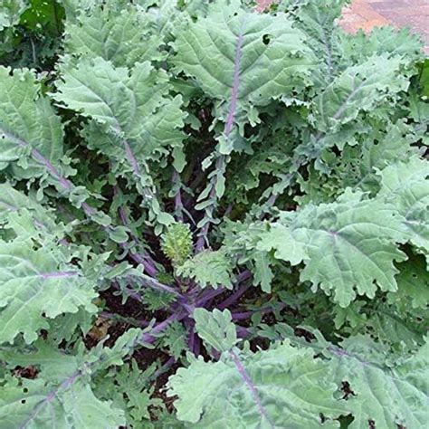 Amazon 500 Red Russian Kale Seeds For Planting Heirloom Non GMO 1