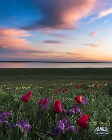 🌷 Цветочные ковры в заповеднике Ростовский. | Типичный Ростов - Главный ...