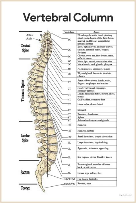 Printable Anatomy Labeling Worksheets Vertebral Column Labeling