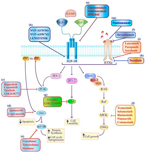 Ijms Free Full Text Activation Of The Igf Axis In Thyroid Cancer