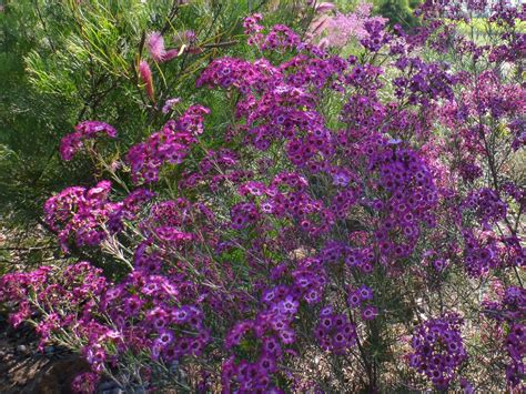 Chamelaucium Uncinatum Purple Pride Geraldton Wax Flower