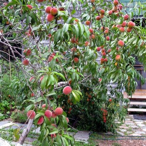 Redhaven Peach Tree Prunus Persica Redhaven Fruit Tree For Home