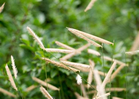 Blonde Ambition Blue Grama Grass Tree Top Nursery And Landscape Inc