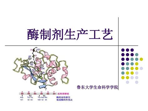 酶制剂word文档在线阅读与下载无忧文档