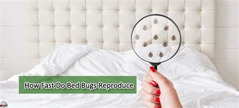 How Fast Do Bed Bugs Reproduce Stop Their Spread