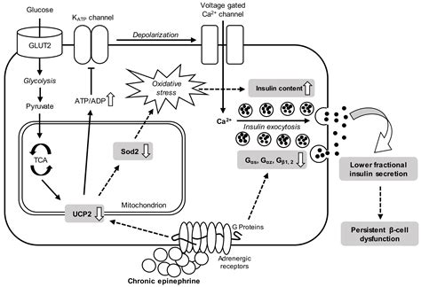 Cimb Free Full Text Pancreatic Islets Exhibit Dysregulated