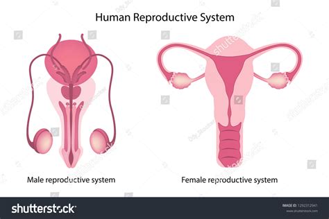 Human Reproductive System Anatomy Vector Illustration Stock Vector ...