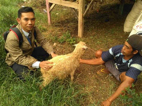 Peternakan Kambing Di Bogor Kabar Sekitar