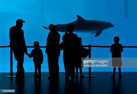 Veracruz Aquarium Photos and Premium High Res Pictures - Getty Images