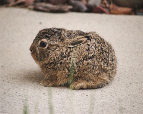 Its baby hare season dont pick them up | Avian Info | All About Birds