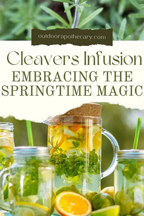 A Nourishing Cleavers Infusion Embracing The Springtime Magic The