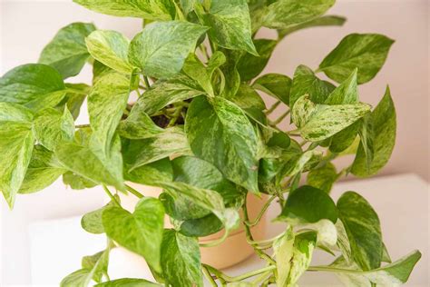 Marble Queen Pothos Indoor Plant Care And Growing Guide