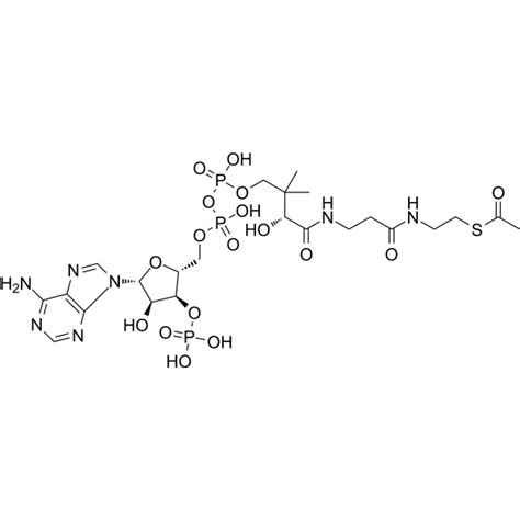 Acetyl Coenzyme A Acetyl Coa Central Metabolic Intermediate