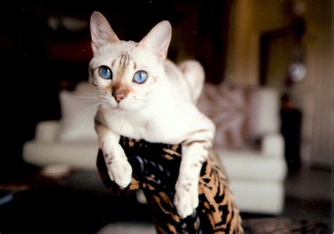 Beautiful snow bengal. | Cats, Animals, Bengal