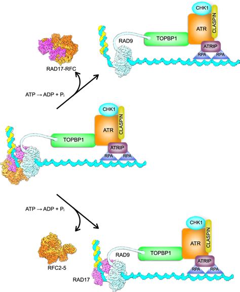 Speculative Model For The Role Of Atp Hydrolysis By Rad17 Rfc In Dna