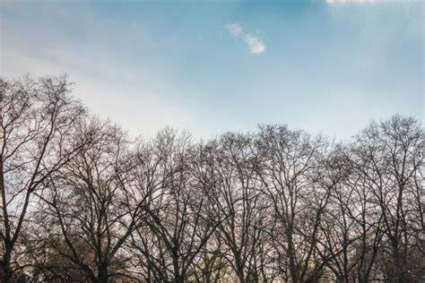 Free Images Tree Nature Forest Grass Branch Winter Cloud Sky