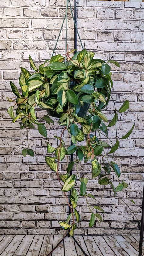 Hoya Hanging Basket Planter In Stanley Wi Eles Flowers