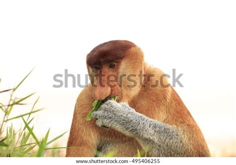 999 Proboscis Monkey Isolated Images, Stock Photos, 3D objects ...