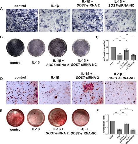 Alizarin Red S Staining And Alp Staining Of Mc T E Cells A