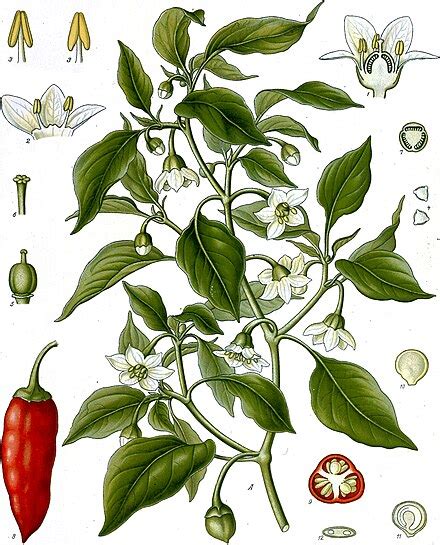 Cayenne pepper - Wikipedia