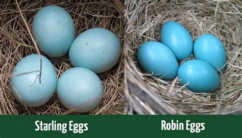 Starling Bird Eggs