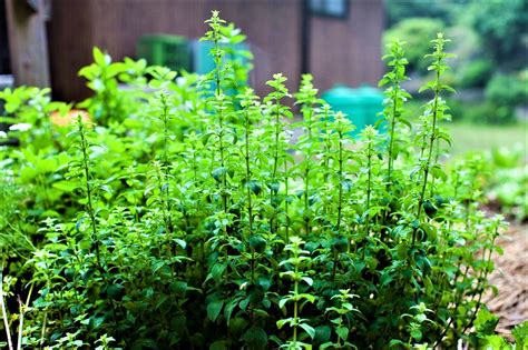 How To Grow Oregano The Garden