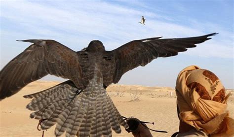 Falcon Images: Falcon National Bird Of Uae