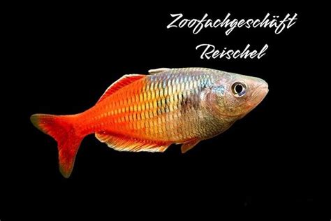 Boesemans Regenbogenfisch Rot Melanotaenia B Zoofachgeschäft Reischel