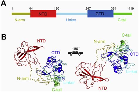 Biochemical Characterization Of Sars Cov Nucleocapsid Protein