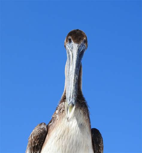 Immature Brown Pelican Brpe Pelecanus Occidentalis Port Flickr