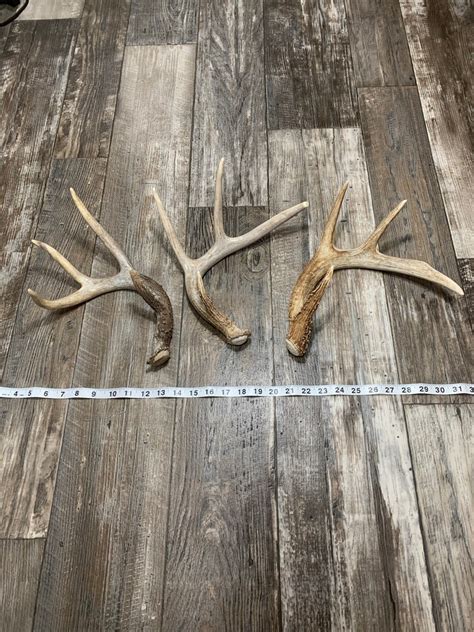 2 Pack Deer Antler. Whole Deer Antler. Craft Grade. Grade A - Etsy