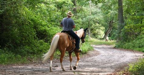 Best Horses for Trail Riding | PetGuide