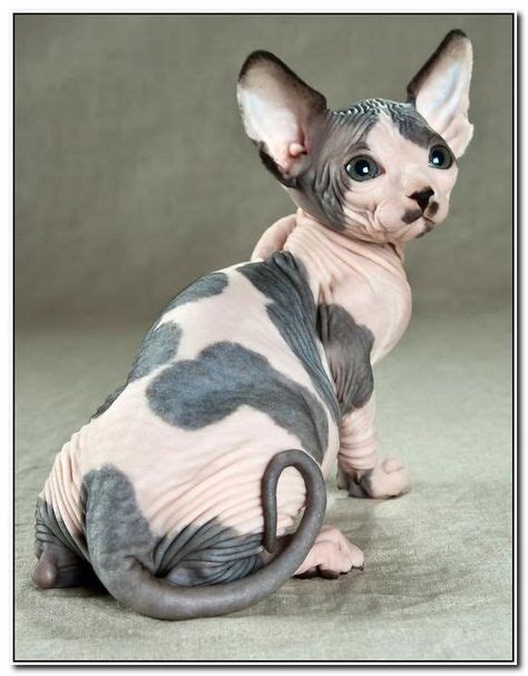 110 Hairless Angels Ideas Hairless Cat Sphynx Cat Crazy Cats