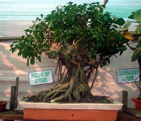 Meaning Behind Bonsai Tree