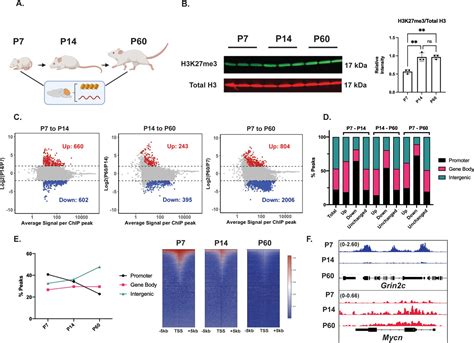 Figures and data in Bidirectional regulation of postmitotic H3K27me3 distributions underlie ...