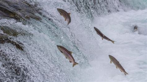 Fish Migration 101: Anadromous & Catadromous Explained - Earth Life